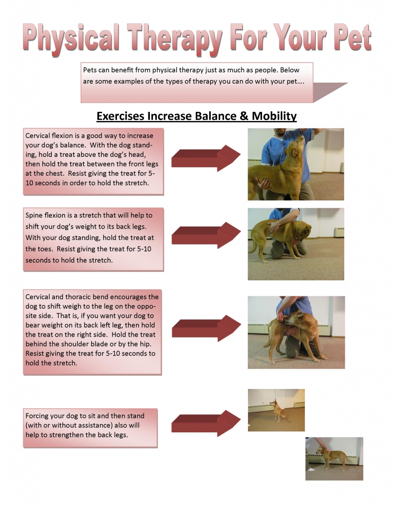 Physical Therapy Exercises Franklin Animal Clinic Inc. Franklin, PA